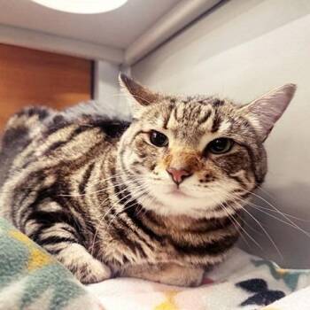 PUA -  Domestic Short Hair Cat for Adoption in Brentwood, Missouri - PUA | PetCurious