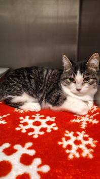 Rescue American Shorthair Cats for Adoption in Pueblo, Colorado - Platypus | PetCurious