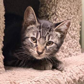 Bard -  Domestic Short Hair Cat for Adoption in Middlebury, Vermont - Bard | PetCurious