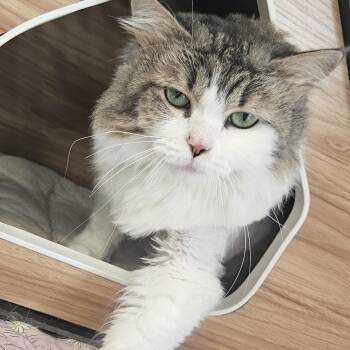 Melissa -  Domestic Long Hair Cat for Adoption in Kalamazoo, Michigan - Melissa | PetCurious
