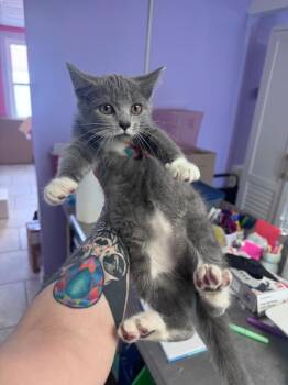 Smokie -  Domestic Short Hair Cat for Adoption in Johnson City, Tennessee - Smokie | PetCurious