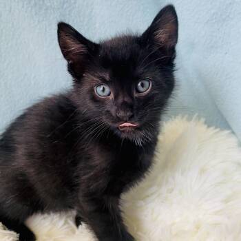 Domestic Short Hair Cats Available for Adoption - Cider | PetCurious