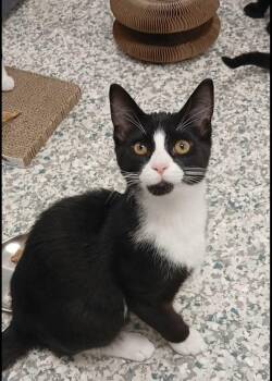 Domestic Short Hair Cats Available for Adoption in Bay City, Michigan - Maxim | PetCurious