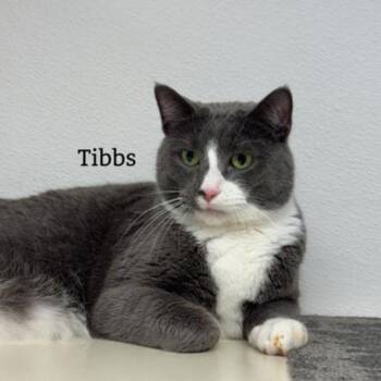 Tibbs (bonded with Tess) -  Domestic Short Hair Cat for Adoption in Janesville, Wisconsin - Tibbs (bonded With Tess) | PetCurious