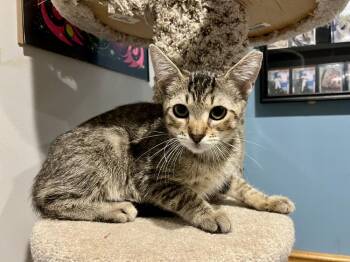 Poindexter -  Domestic Short Hair Cat for Adoption in Emerald Isle, North Carolina - Poindexter | PetCurious