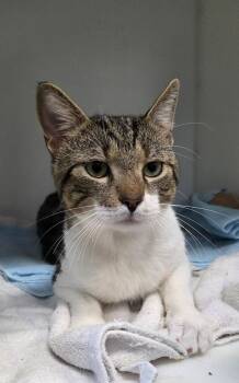 Rocky -  Domestic Short Hair Cat for Adoption in Delson, Quebec - Rocky | PetCurious