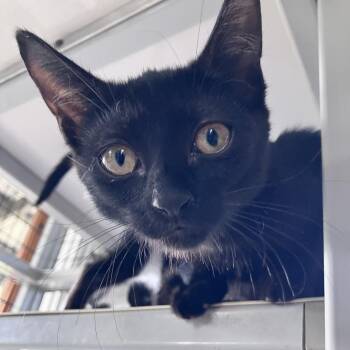 Coral -  American Shorthair Cat for Adoption in Freeport, Florida - Coral | PetCurious