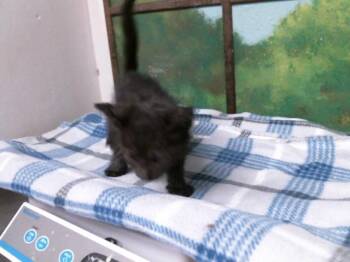 Domestic Short Hair Cats Available for Adoption in Houston, Texas - A2074735 | PetCurious