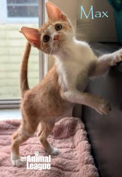 Rescue Domestic Short Hair Cats for Adoption in Groveland, Florida - Max | PetCurious