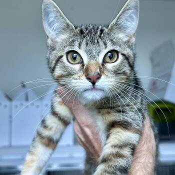 Christmas -  Domestic Short Hair Cat for Adoption in Matteson, Illinois - Christmas | PetCurious