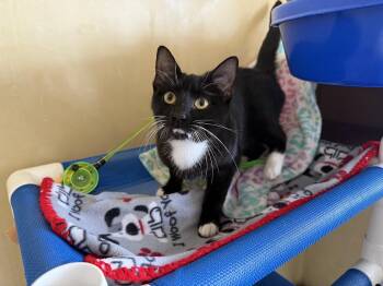 Domestic Short Hair Cats Available for Adoption in Berkeley, California - Oreo | PetCurious