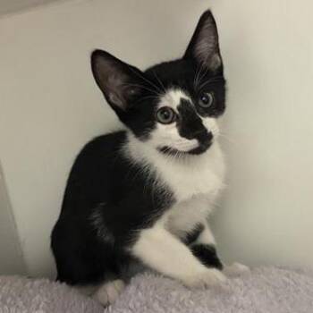 American Shorthair Cats Available for Adoption in Phoenix, Arizona - Rob | PetCurious