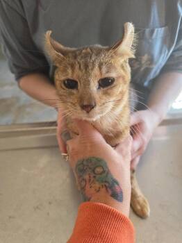 Rescue Highland Fold Cats for Adoption in Zimmerman, Minnesota - Ruby | PetCurious