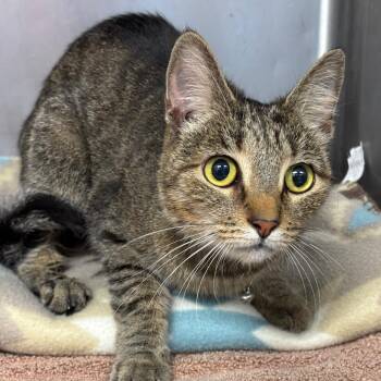 Mijo -  Domestic Short Hair Cat for Adoption in Buffalo, New York - Mijo | PetCurious