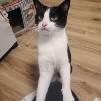 Tuxedo and Tortoiseshell Cats Available for Adoption in Mission Viejo, California - Cookie And Toffee NWC | PetCurious