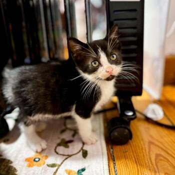 Domestic Short Hair Cats Available for Adoption - Timmy 2231 | PetCurious