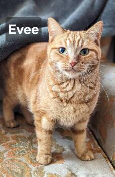 Rescue Domestic Short Hair Cats for Adoption in New Baltimore, Michigan - Eevee | PetCurious