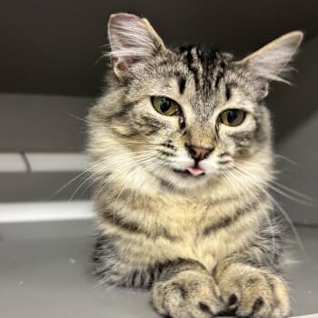 Scout -  Domestic Medium Hair Cat for Adoption in Renton, Washington - Scout | PetCurious