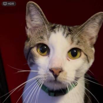 Rescue Domestic Short Hair Cats for Adoption in Madison, Wisconsin - Luffy | PetCurious