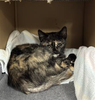 Rescue Domestic Short Hair Cats for Adoption in San Jose, California - A1396317 | PetCurious