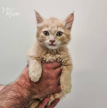 Porky -  Domestic Long Hair Cat for Adoption in Spokane, Washington - Porky | PetCurious