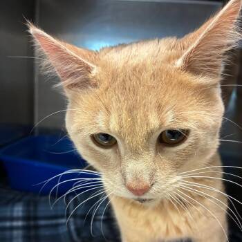 Brandon -  Domestic Short Hair Cat for Adoption in Horn Lake, Mississippi - Brandon | PetCurious
