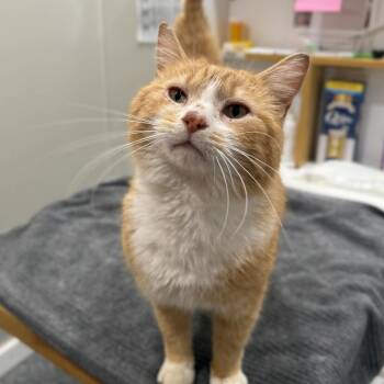 Domestic Short Hair Cats Available for Adoption - Keith | PetCurious