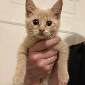 Sunshine -  Domestic Short Hair Cat Available for Adoption in Toledo, Ohio - Sunshine | PetCurious