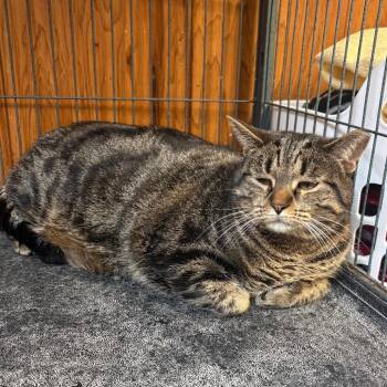 Bluey -  American Shorthair Cat Available for Adoption in Greenfield, Indiana - Bluey | PetCurious