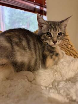 SPRINKLES -  Domestic Medium Hair Cat for Adoption in Broomfield, Colorado - SPRINKLES | PetCurious