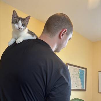 Backpack -  Domestic Short Hair Cat for Adoption in Philadelphia, Pennsylvania - Backpack | PetCurious