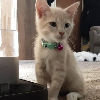 Domestic Short Hair Cats Available for Adoption - Almond Joy | PetCurious