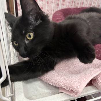 Mary Read -  Domestic Medium Hair Cat for Adoption in Albuquerque, New Mexico - Mary Read | PetCurious