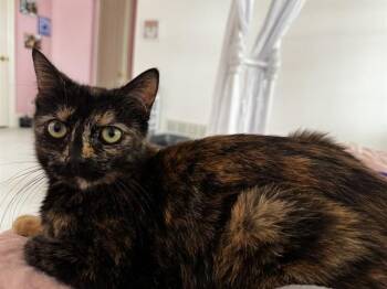 Domestic Short Hair Cats Available for Adoption in Colorado Springs, Colorado - MICHONNE | PetCurious