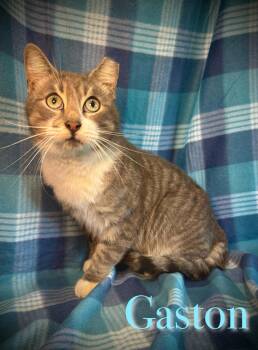 Tabby and Domestic Short Hair Cats Available for Adoption - Gaston | PetCurious