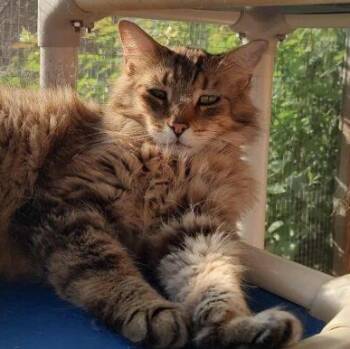 Jonah -  Maine Coon Cat for Adoption in Tipp City, Ohio - Jonah | PetCurious