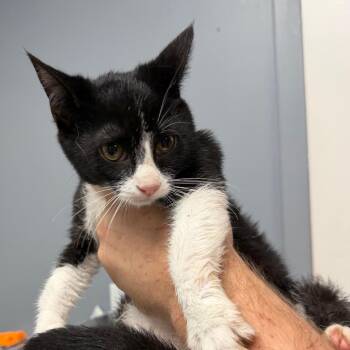 Autumn -  Domestic Short Hair Cat for Adoption in Birmingham, Alabama - Autumn | PetCurious