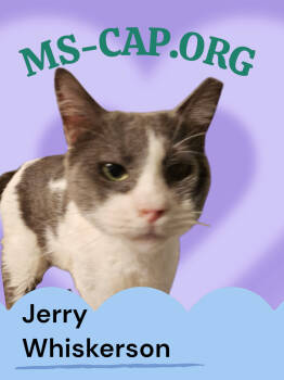 Rescue Domestic Short Hair Cats for Adoption in Biloxi, Mississippi - Jerry Whiskerson | PetCurious