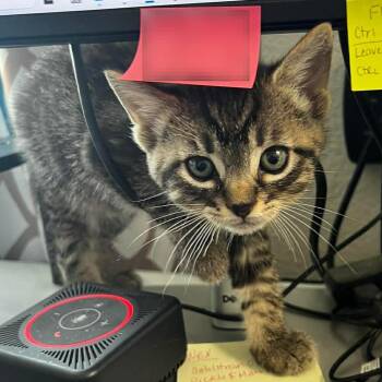 Domestic Short Hair Cats Available for Adoption in Nampa, Idaho - Johnny | PetCurious