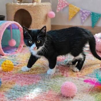Domestic Short Hair Cats Available for Adoption in Abingdon, Maryland - Bonnie Wise Kitten 3 | PetCurious