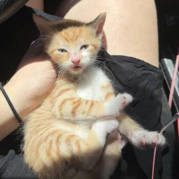 Orion -  Domestic Short Hair Cat for Adoption in Buffalo, New York - Orion | PetCurious