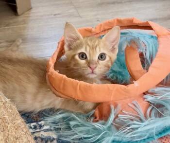 Fin -  Domestic Short Hair Cat for Adoption in Gilbert, Arizona - Fin | PetCurious