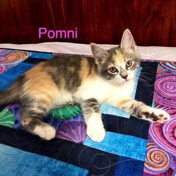 Pomni -  Domestic Short Hair Cat for Adoption in Carmel, Indiana - Pomni | PetCurious