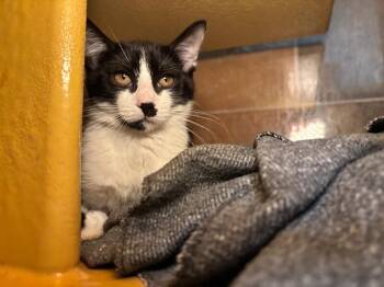 Egg Roll -  Domestic Short Hair Cat for Adoption in Fort Collins, Colorado - Egg Roll | PetCurious