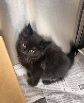 Shaggy -  Domestic Long Hair and Domestic Short Hair Cat Available for Adoption in Westland, Michigan - Shaggy | PetCurious