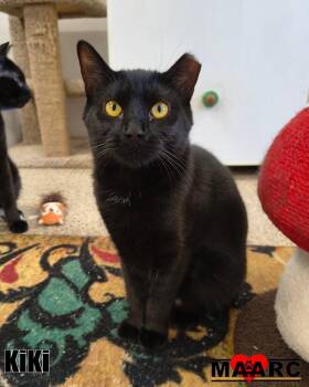 Domestic Short Hair Cats Available for Adoption in Maryville, Tennessee - KiKi | PetCurious