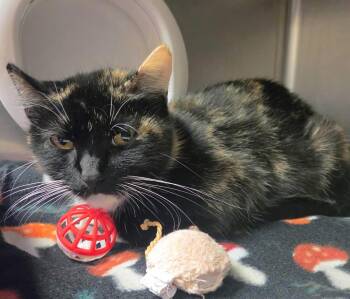 Golden Ticket -  Domestic Short Hair Cat for Adoption in Plover, Wisconsin - Golden Ticket | PetCurious