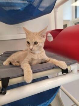 Bronze -  Domestic Short Hair Cat for Adoption in Fergus Falls, Minnesota - Bronze | PetCurious