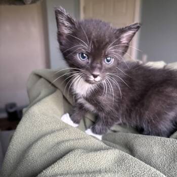 Pluto -  Tuxedo Cat for Adoption in Beach Park, Illinois - Pluto | PetCurious