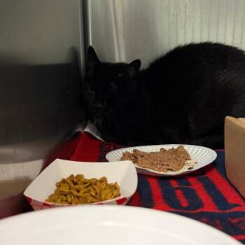 Wednesday -  Domestic Short Hair Cat for Adoption in Newark, New Jersey - Wednesday | PetCurious